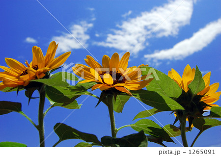 ひまわり 1265091