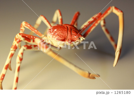 高脚蟹 タカアシガニ 現生節足動物の写真素材