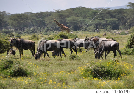 サファリで出会った動物達 1265195