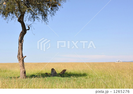サファリで出会った動物達 1265276