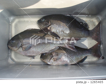 クーラーボックスの中の尾長グレ クーラーボックスの中の尾長グレ 1265405