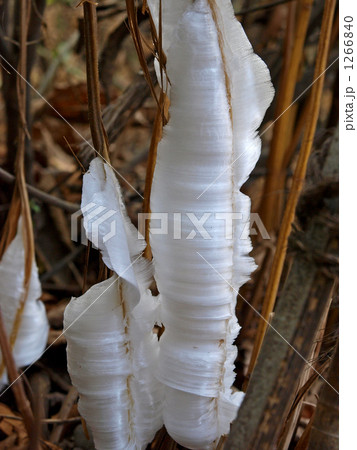 シモバシラ シモバシラ 1266840