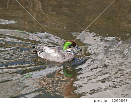 ヨシガモ 1266843