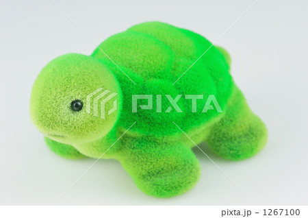 亀 左向き の写真素材