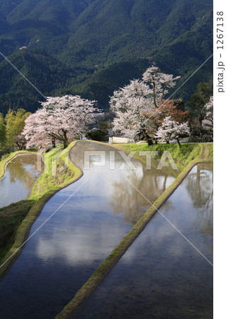 三多気の桜 三多気の桜 1267138