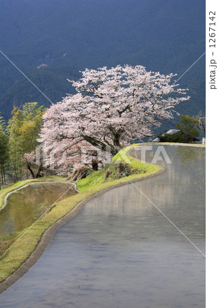 三多気の桜 1267142