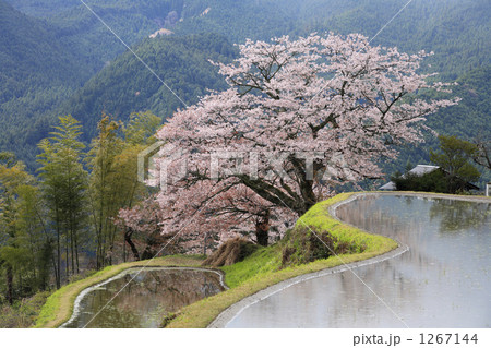 三多気の桜 1267144