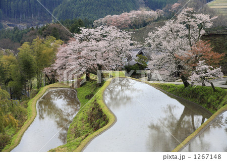 三多気の桜 1267148