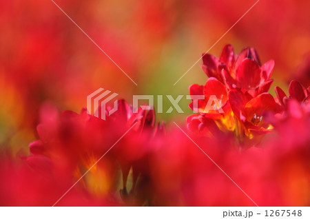 フリージア フリージア 1267548