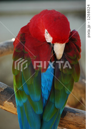 毛づくろいするベニコンゴウインコ 毛づくろいするベニコンゴウインコ 1268024