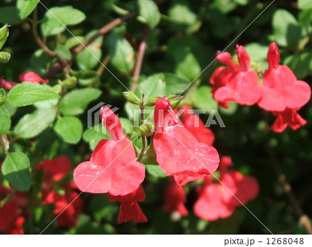 春から秋の赤い花 宿根草のチェリーセージの写真素材