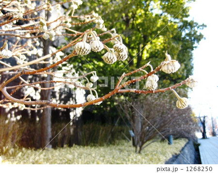 ミツマタのつぼみ ミツマタのつぼみ 1268250