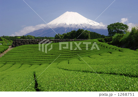 富士山と茶畑 1268751
