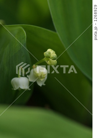 スズラン 1268929