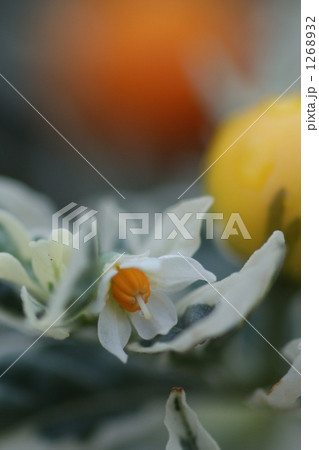 スノー珊瑚 スノー珊瑚 1268932