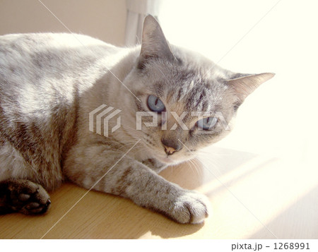 ひなたぼっこする猫 1268991