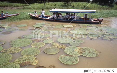 アマゾン川 1269815