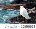 水辺でたたずむ野鳥 1269998