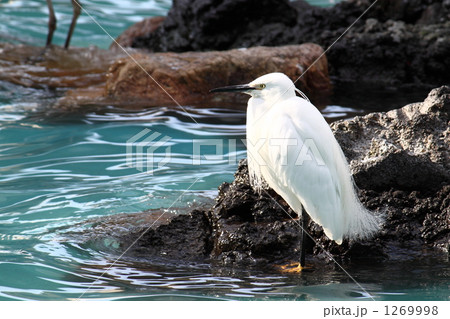 水辺でたたずむ野鳥 1269998