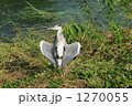 鷺の日光浴 1270055