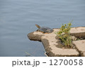 すっぽん 1270058