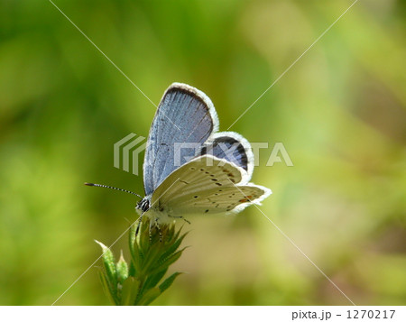 「水色の燕　～ツバメシジミ(オス)～②」 1270217