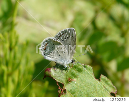 「水色の燕　～ツバメシジミ(オス)～③」 1270226