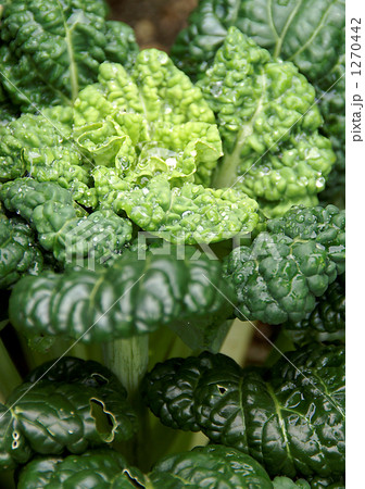 ちぢみ雪菜 1270442