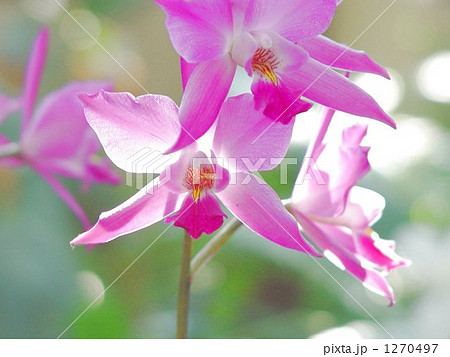 蘭　レリア・ラン科01 1270497