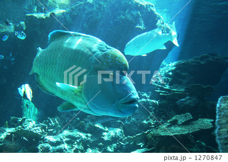 ナポレオンフィッシュ ナポレオンフィッシュ 1270847