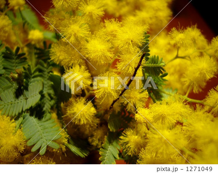ミモザの花 1271049