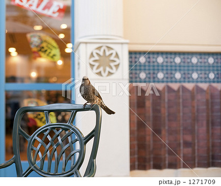 ヒヨドリ訪問 1271709