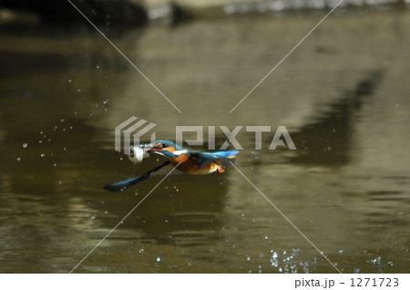 カワセミの魚捕り カワセミの魚捕り 1271723