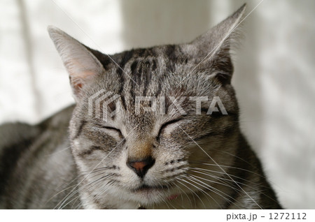 我が家の猫 1272112