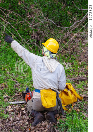 伐採指示 1272323