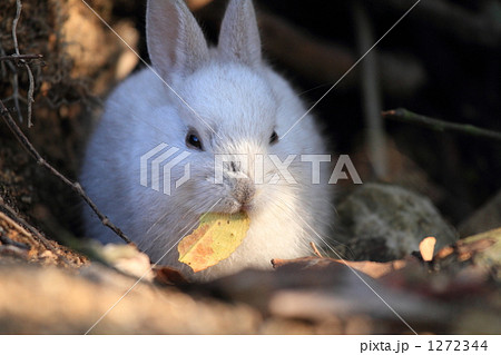 うさぎ 1272344