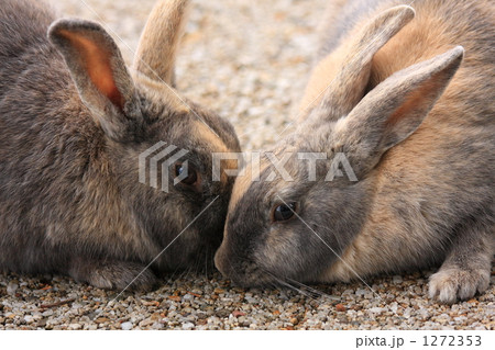 うさぎ 1272353