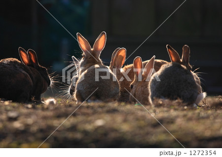 うさぎ 1272354