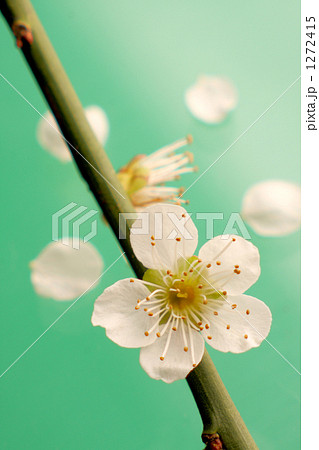 梅の花　緑背景 1272415
