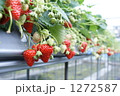 苺 1272587