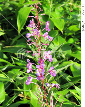 尾瀬の柳蘭 1272912