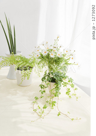 テーブルに置かれたマーガレットの花と観葉植物 テーブルに置かれたマーガレットの花と観葉植物 1273092