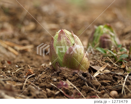 蕗の薹 1273479