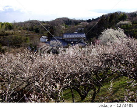 梅咲く故郷 梅咲く故郷 1273489