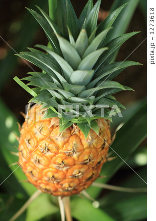 パイナップル 1273618