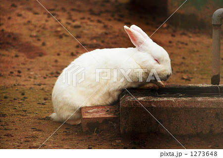 のど渇いたよぅ、でも眠いよぅ のど渇いたよぅ、でも眠いよぅ 1273648