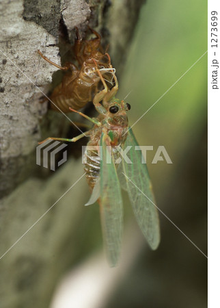 ミンミンゼミの羽化 ミンミンゼミの羽化 1273699