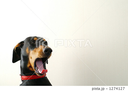 ドーベルマンあくび 1274127