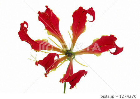 グロリオサ 1274270