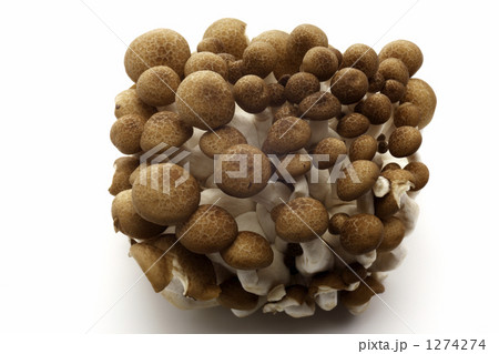 ブナシメジ 1274274